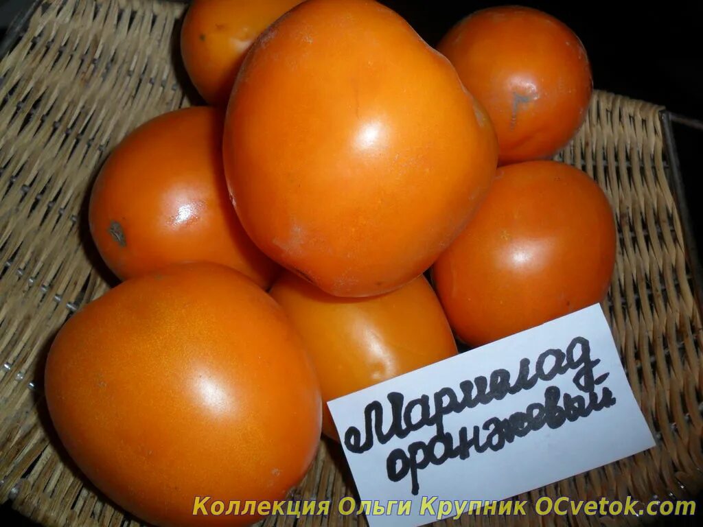 семена томата желтый низкорослый. томат мармелад оранжевый отзывы. оранжевый мармелад томат описание. томат авюри оранжевый. томат мармелад оранжевый отзывы.