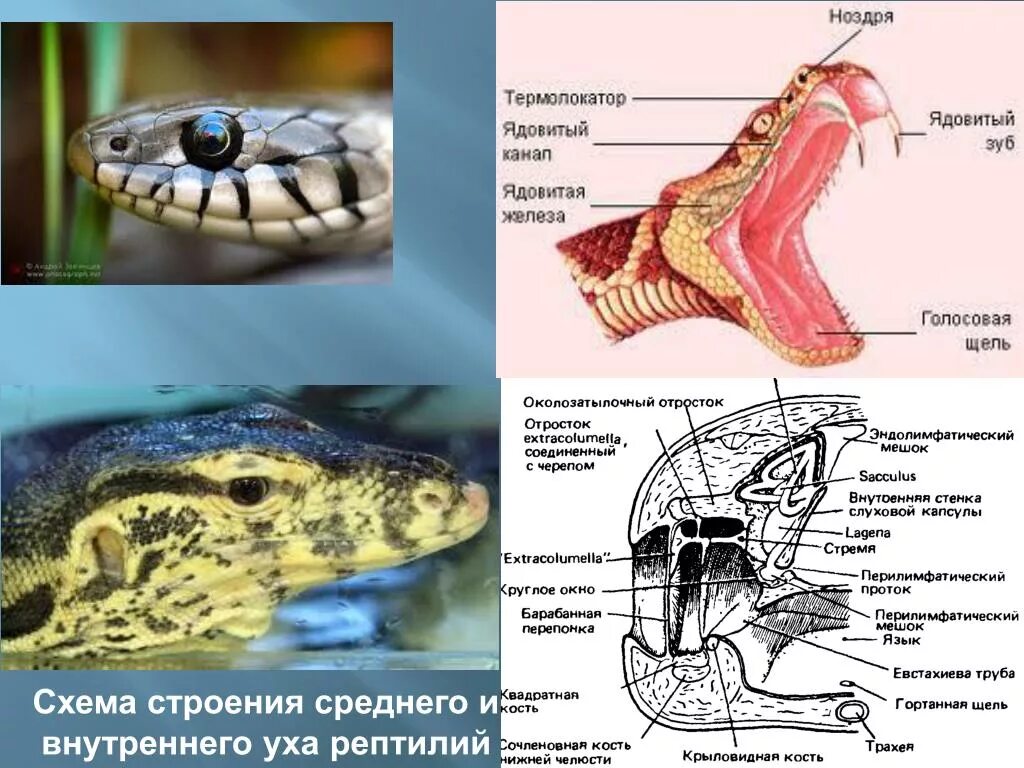 Строение уха ящерицы. Ухо пресмыкающихся. Ухо рептилий строение. Орган слуха рептилий.