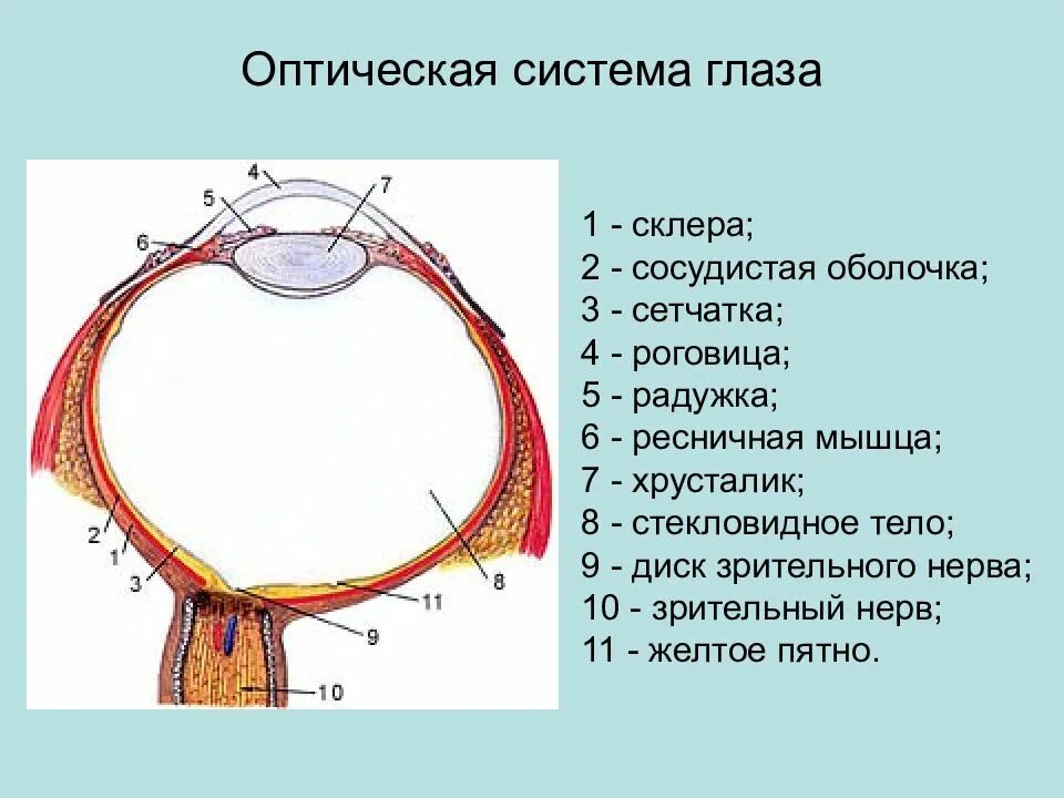 Оптическая система глаза. Оптическая система ноаща. Оптическая система глаза состоит. Оптическая система глаза человека состоит из.