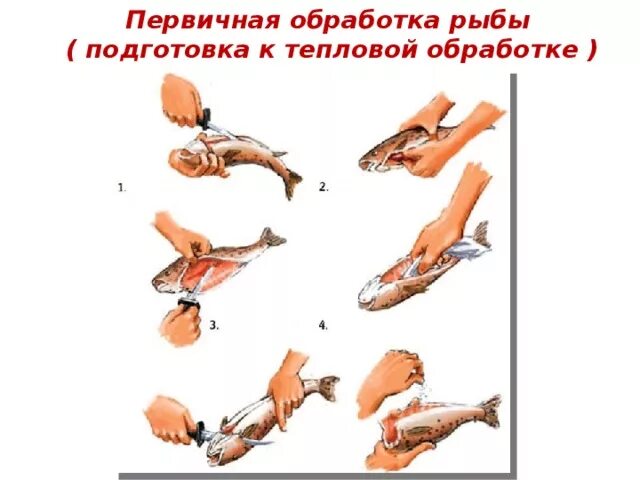 Схема разделки рыбы на филе. Первичная обработка рыбы. схема разделки рыбы. техника обработки рыбы. обработка рыбы потрошение.