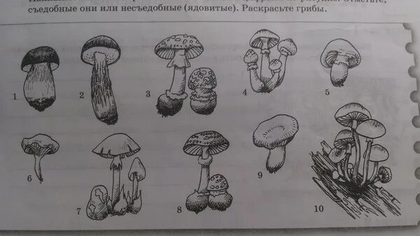 несъедобные грибы карточки для детей с названиями. грибы съедобные и несъедобные задания для детей. подпишите названия грибов. грибы съедобные для раскрашивания детям. подпишите названия грибов.