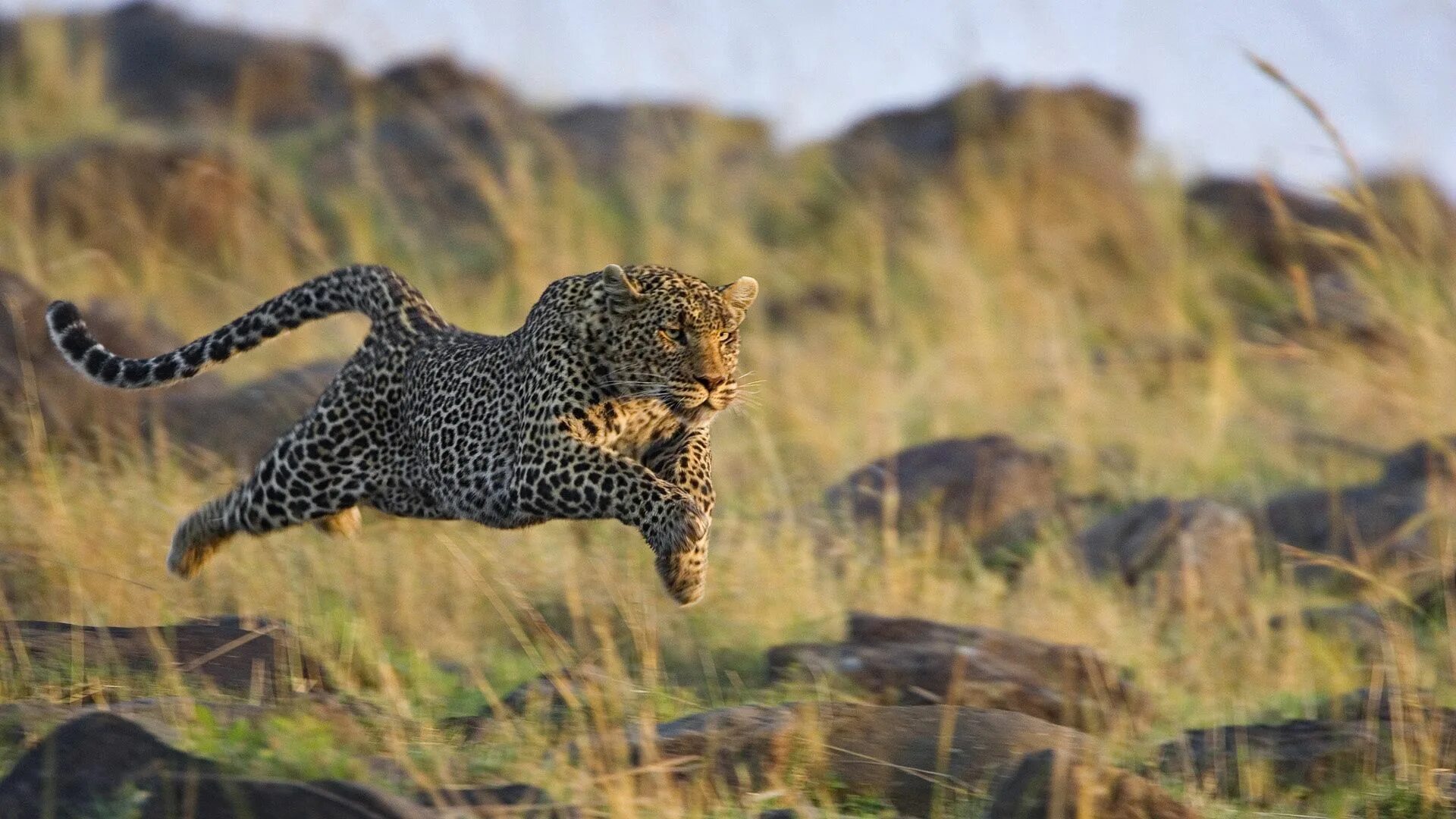 Гепард в саванне. Леопард в саванне. Леопард гепард в дикой природе. Гепард леопард Ягуар.