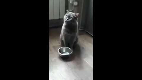 Почему кошка просит еду