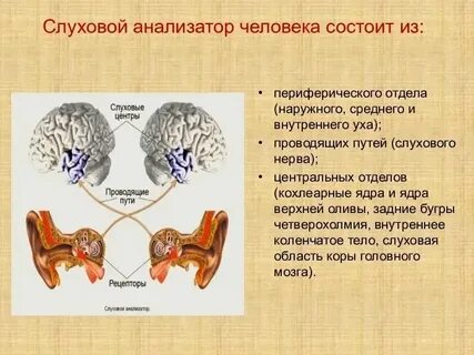 Периферический отдел анализатора это