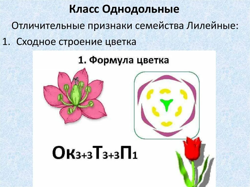 Три признака класса однодольных