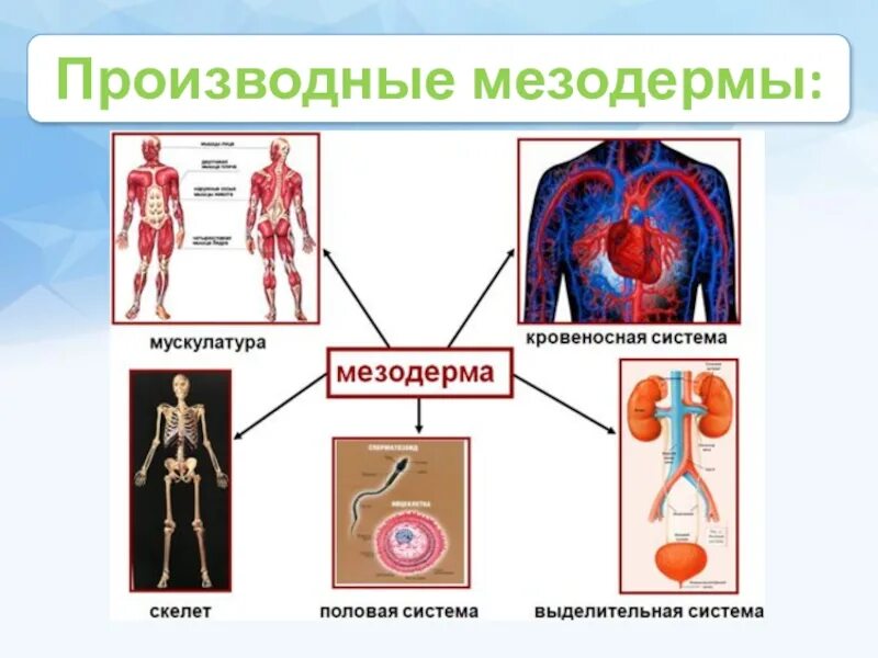 Мезодерма какая система. Производные мезодермы перечислить. Вентральная мезодерма производные. Ткани из мезодермы. Что развивается из мезодермы.