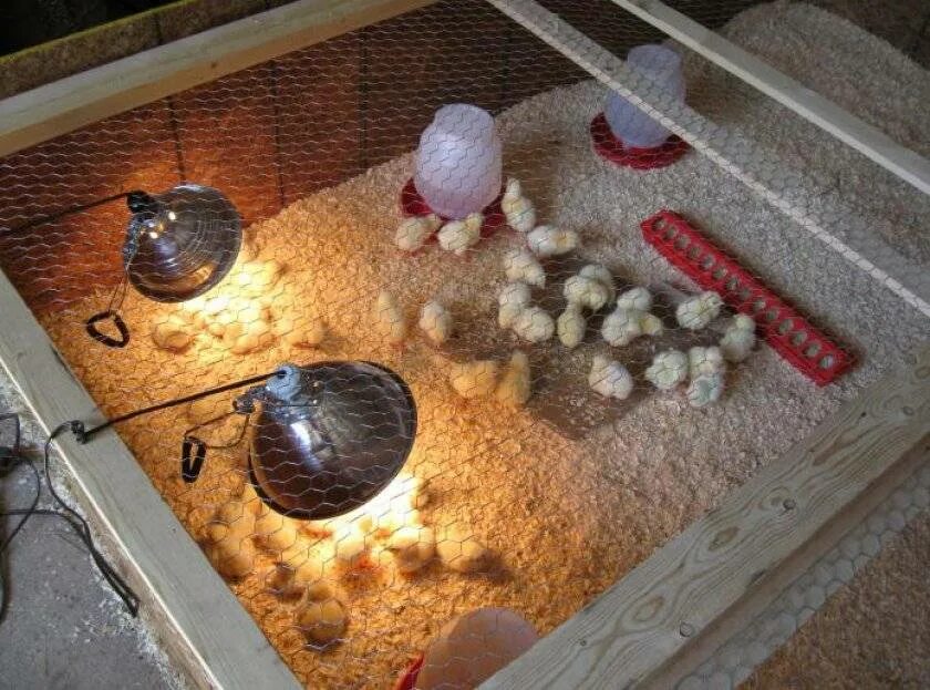 Обогрев инкубатора. Брудер для цыплят из инкубатора. Лампа для брудера для цыплят. Брудер для наседки с цыплятами. Брудер для птенцов.