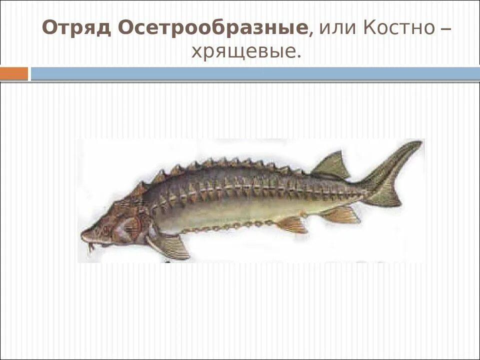 Строение осетрообразных рыб. Отряд осетрообразные внешнее строение. костные рыбы осетрообразные. стерлядь хрящевая или костная рыба. отряд осетрообразные - acipenseriformes..
