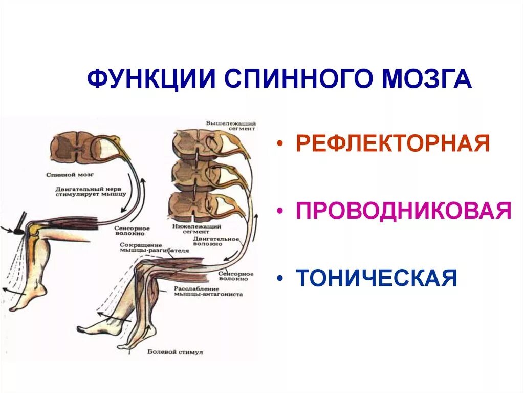 Какие 2 функции выполняет спинной мозг. Рефлекторная функция спинного. Спинной мозг рефлекторная и проводниковая функции спинного мозга. Проводниковая функция спинного мозга схема. Рефлекторная функция спинного мозга физиология.