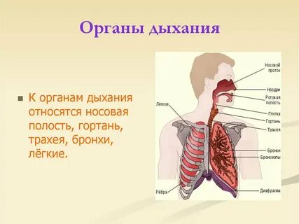 Трахея является органом дыхания