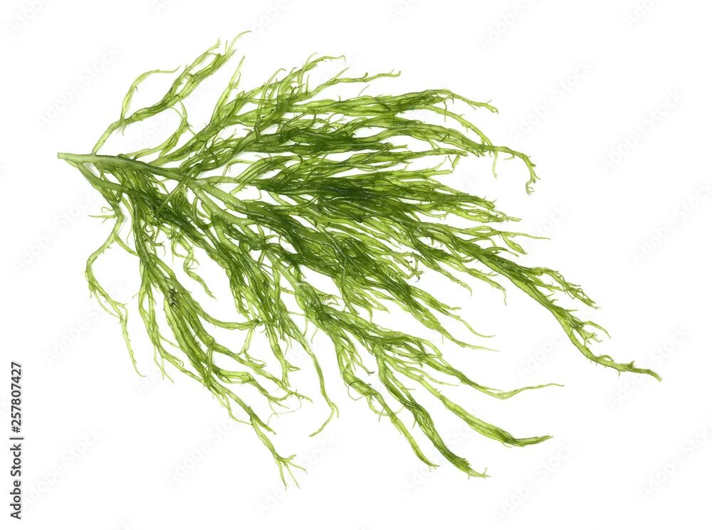Водоросли келп на белом фоне. Прозрачные водоросли. Водоросли рисунок. Green algae. Водоросли на белом фоне.
