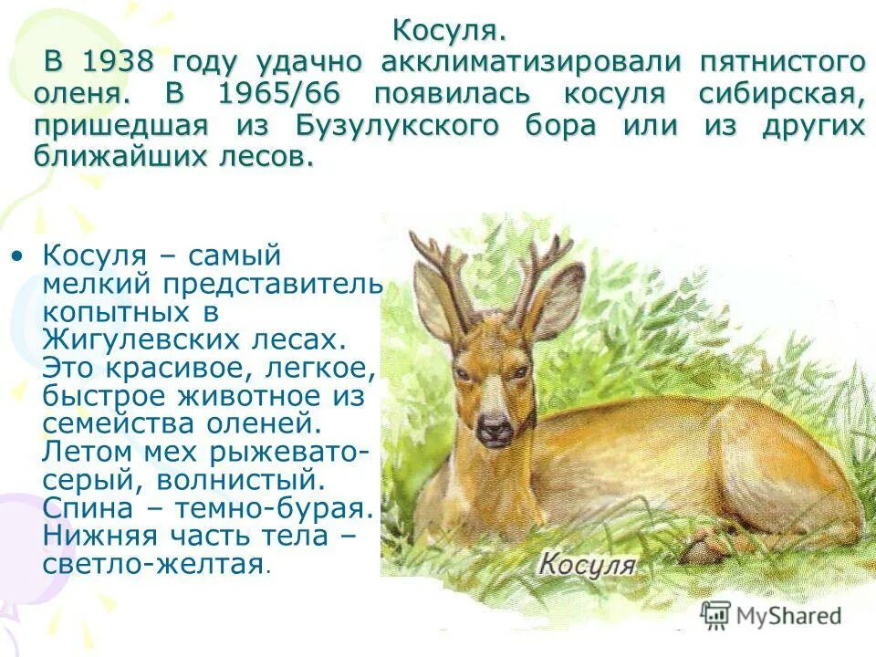 Косуля красная книга россии. Сообщение о косуле. Косуля в тульской области. Доклад про косулю. Доклад про косулю.