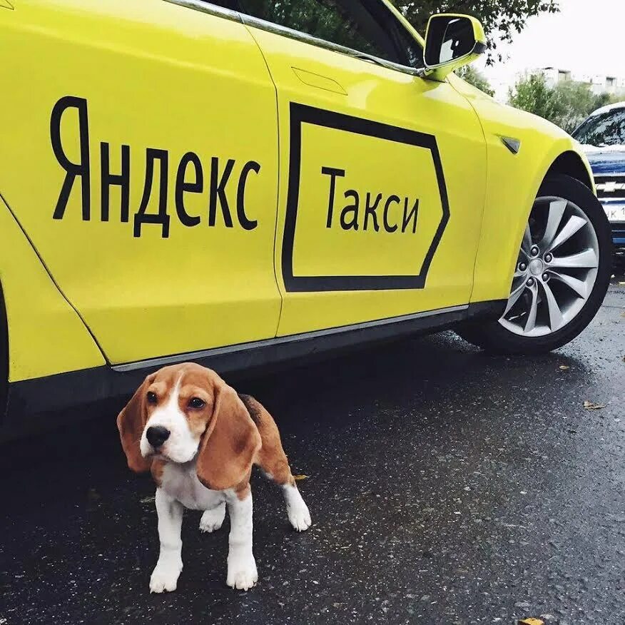 Пес в такси. Зоотакси. Животные в такси правила. Животное в такси. Животные в такси.