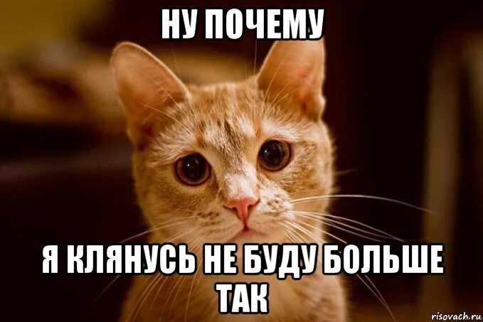 мотивационный плакат с котиком. кот держится мем. кот держится мем. мотивационные плакаты с котами. кот держится за голову и орёт.