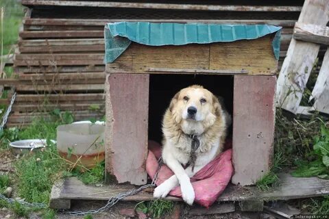Живет в будке