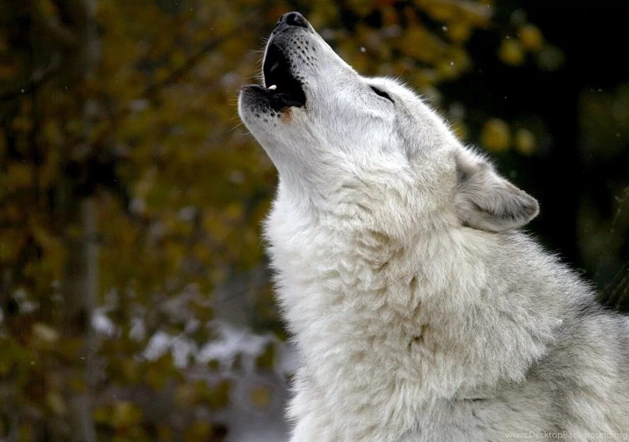 Волк воет на луну. Фото волков. Вой одинокого волка. Воющий волк. Воющий волк.