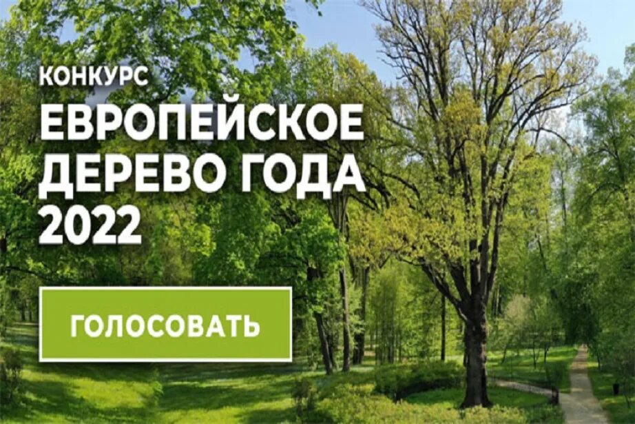 Дерево голосовать. Дуб Тургенева в Спасское Лутовиново. Конкурс Тургеневский дуб Орловская область. Тургеневский дуб в Спасском-Лутовиново. Конкурс дерево года.