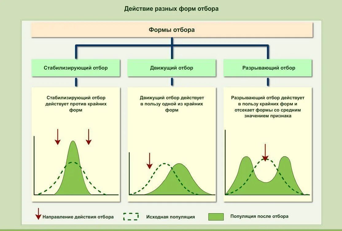 Схема действия форм естественного отбора. Схема движущего естественного отбора. График стабилизирующего естественного отбора. Движущий отбор стабилизирующий отбор дизруптивный отбор. Движущая форма естественного отбора результат