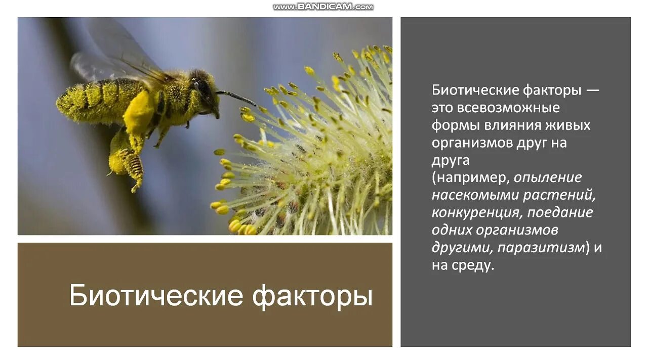 Клевер способ опыления. Факторы среды одуванчика. Опыление растений это биотический фактор. Биотическое опыление. Кооперация симбиоз.