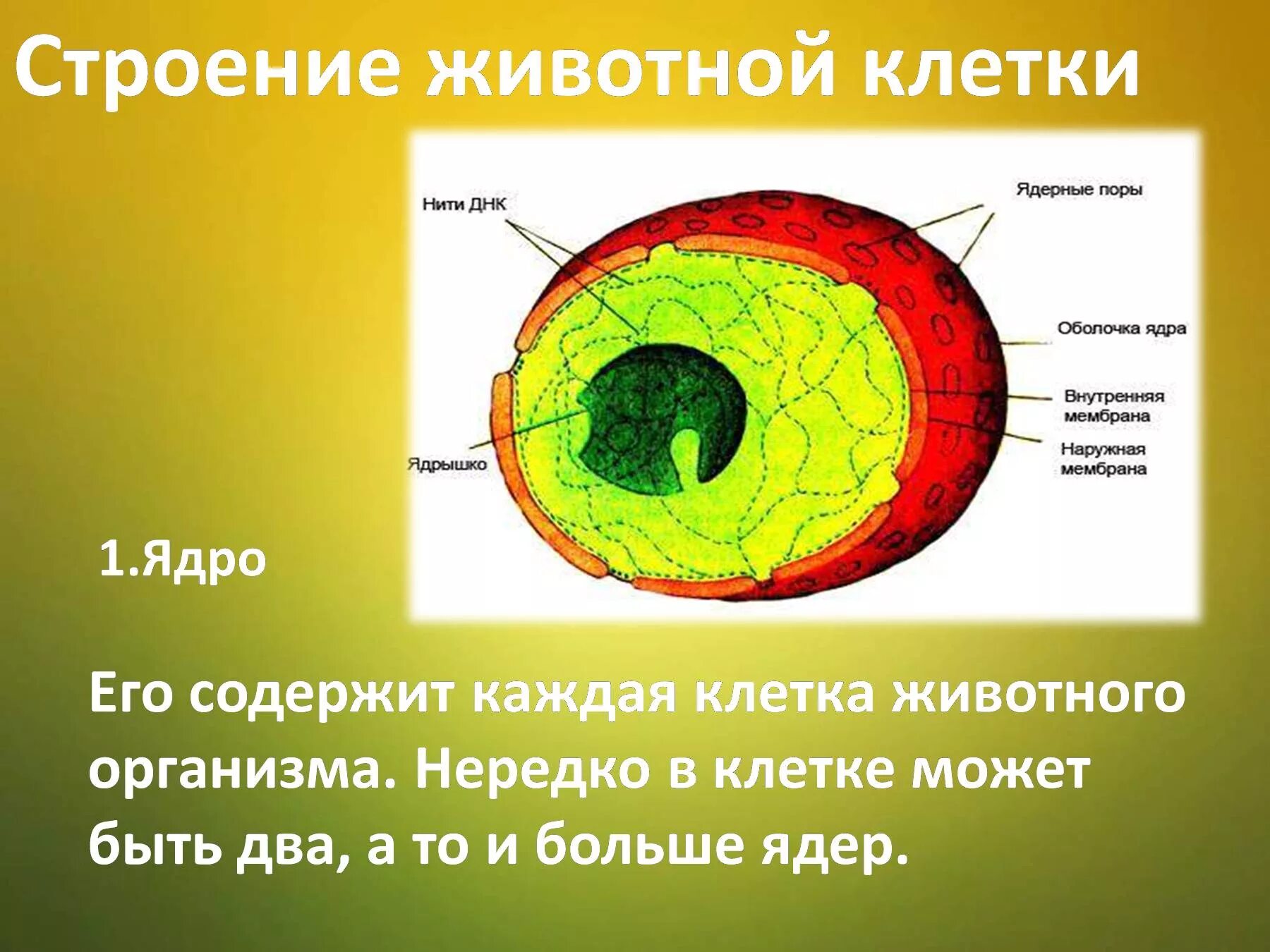 Строение ядра у животных и растений. Строение ядра животной клетки. Ядрышко ядра живой клетки строение. Ядро у животных строение функции. Растительная клетка наличие ядра