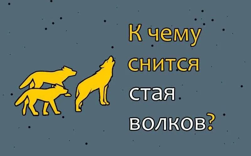 Волк приснился во сне. К чему снятся волки. Волк во сне к чему снится. К чему снятся волки стая. Снилась стая Волков.