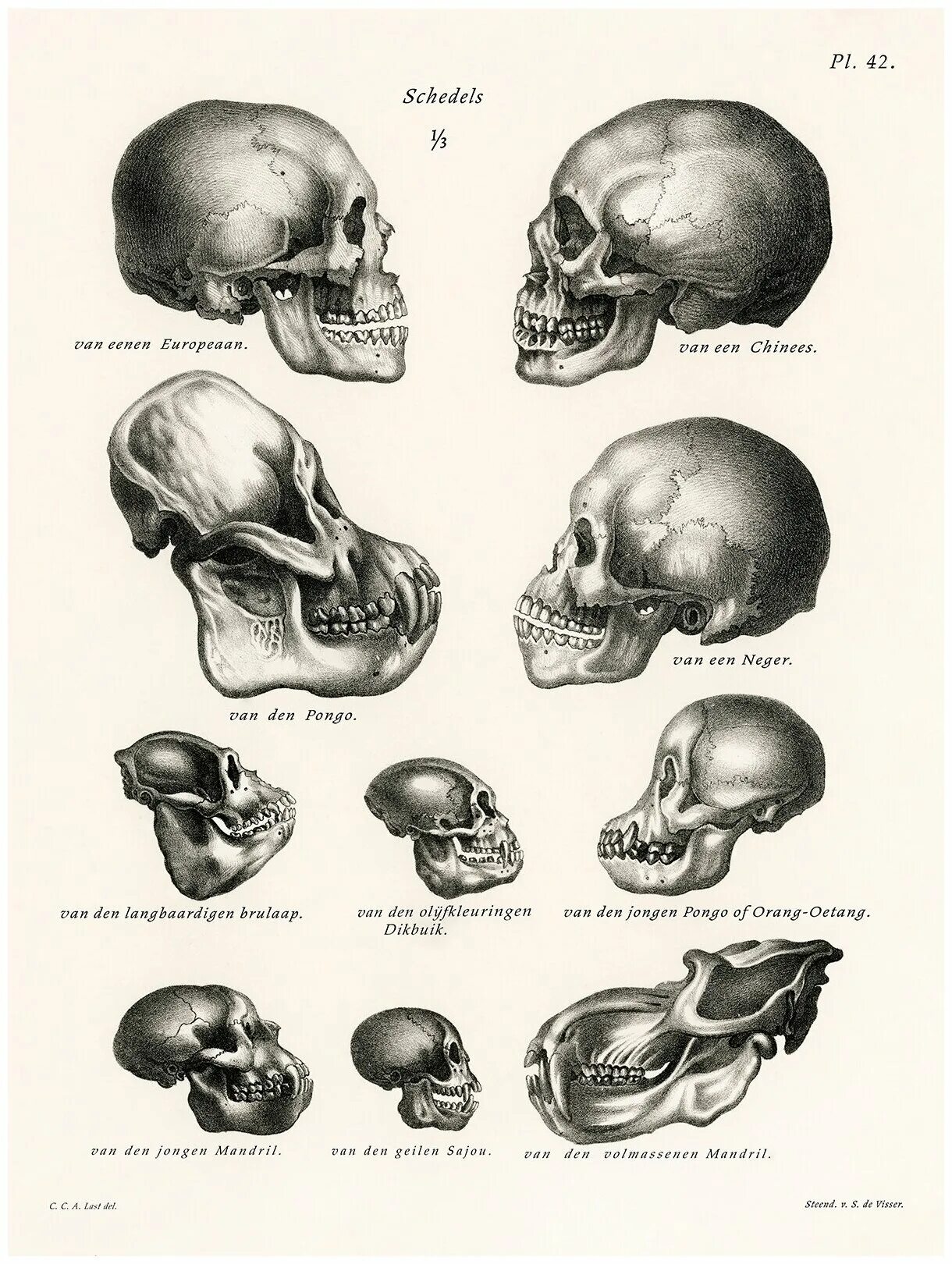 Варианты формы черепа. Разные формы черепа у людей. Разное строение черепа у людей. Эволюция человеческого черепа.