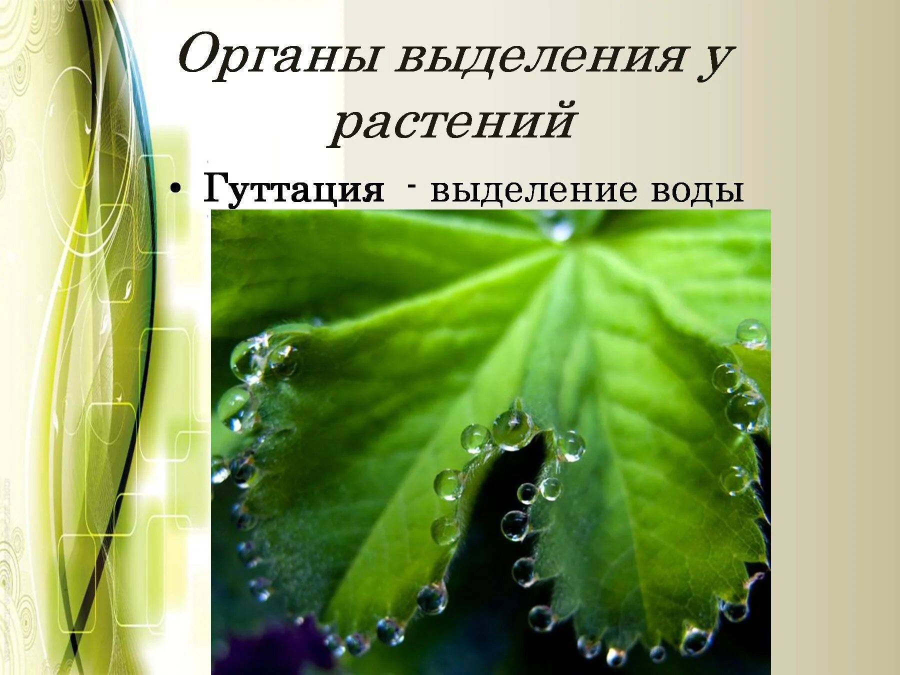 Тест по биологии выделение у растений. Выделение у растений. Выделение у растений 6 класс. Видео выделение у растений. Процесс жизнедеятельности растений выделение.