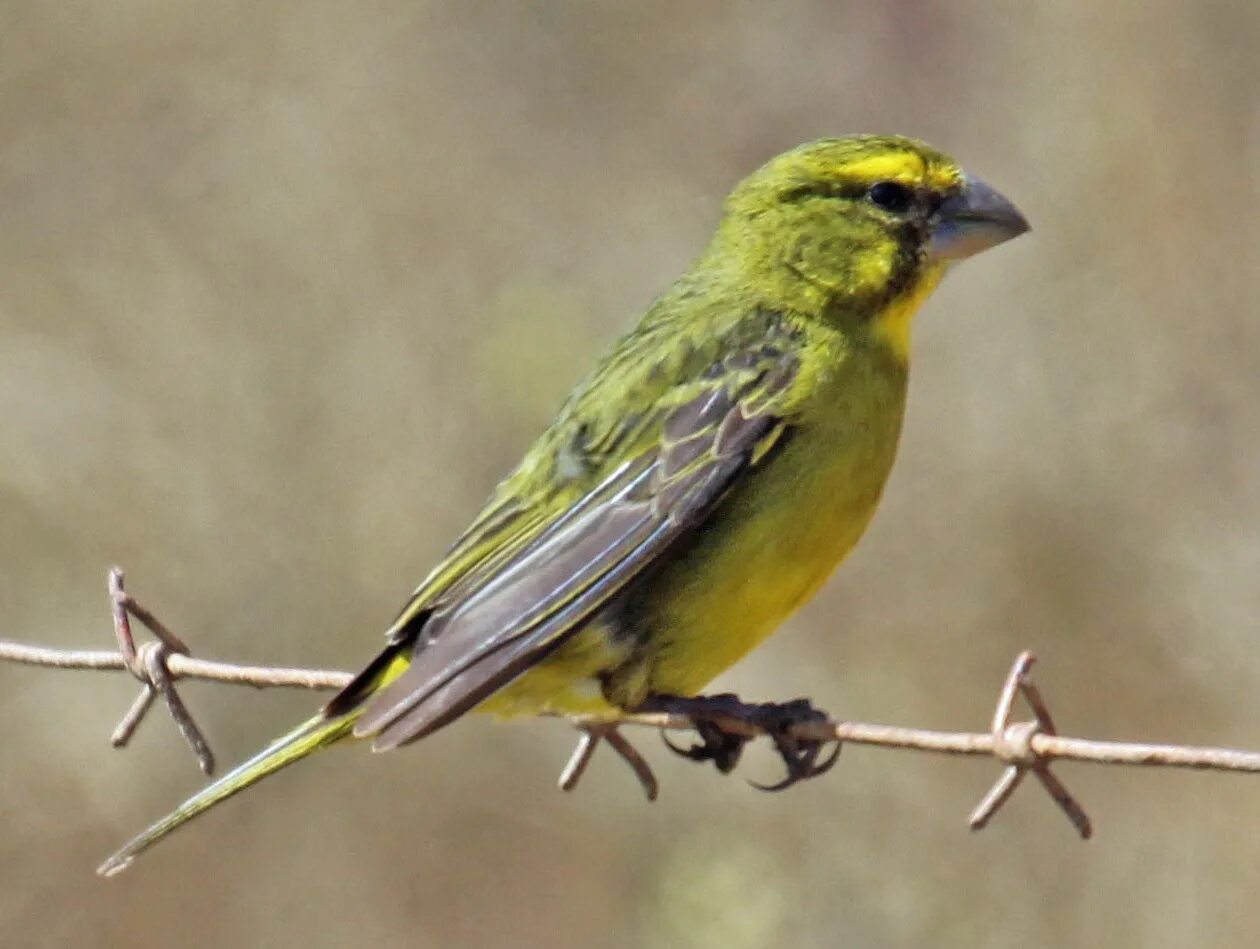 European Serin (serinus serinus) @ Denizli, TR. Canary birds, Beautiful birds, B