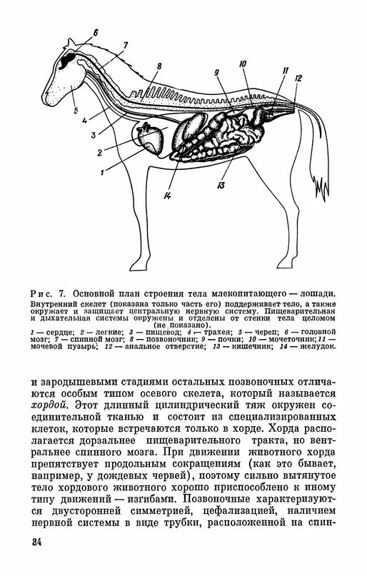 Скелет и нервная система млекопитающих. Внутреннеестроенеи млекопитающего. Внутреннее строение млекопитающих. План строения млекопитающих. Внутреннее строение млекопитающих рисунок