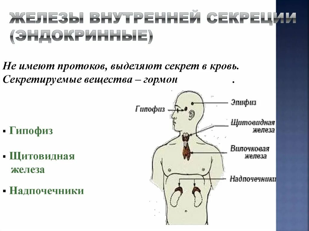 Эндокринная система внешней секреции. Строение эндокринной системы. Эндокринная система презентация. Смешанные железы внутренней секреции.