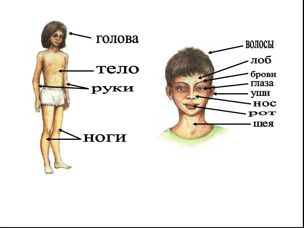 Нос рот голова уши. Части тела. Части тела голова. Строение тела человека голова. Лицо (часть тела).