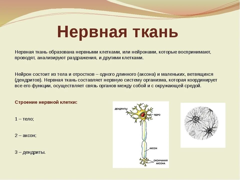 Какие органы образует нервная ткань. Особенности строения нервной ткани кратко. Функция нервной ткани 8 класс биология. Функции нервной ткани 7 класс биология. Нервная ткань функции 5 класс биология.