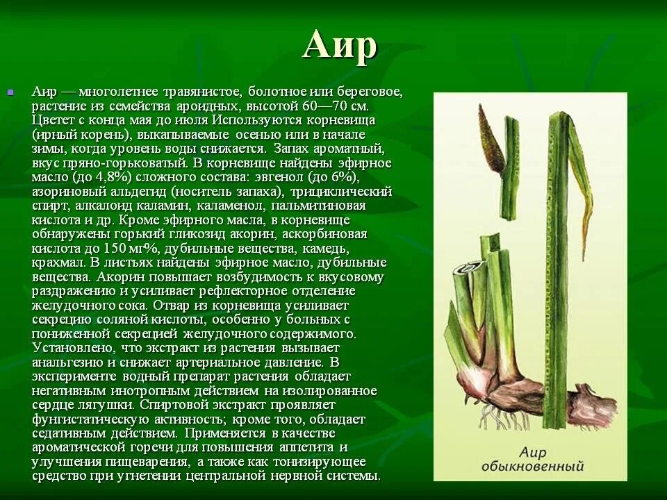 Аир свойства и применение. АИР обыкновенный цветет. АИР болотный корневища. АИР многолетнее травянистое растение. АИР ирный корень.