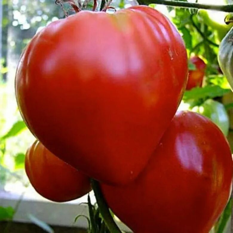 Томат Бычье сердце (красное). Сорт помидор Бычье сердце. Семена помидоров Бычье сердце. Сорт томатов Бычье сердце. Купить бычье семя