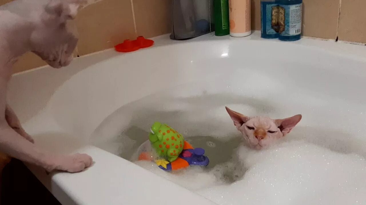 Кошка плавает в ванной. Сфинкс купается. Лысая кошка купается. Сфинкс купается в ванной. Видео кота в ванной