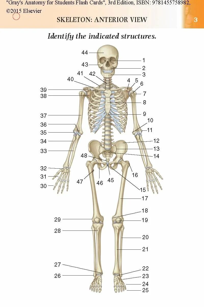 Скелет анатомия. Кости человека и их названия. Скелет человека анатомия.