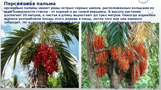 Аморфофаллус титанический (amorphophallus titanum). Змеиная пальма аморфофаллус. Доклад о голосеменном растении можжевельник. Echeveria raindrops размножение. Чемерица лобеля.