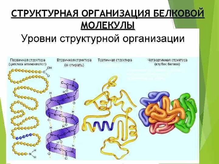 Состоит из 4 белковых молекул. Уровни структурной организации белковой молекулы. 4 уровня структурной организации белков. структурная организация белковой молекулы. уровни структурной организации молекулы белков.