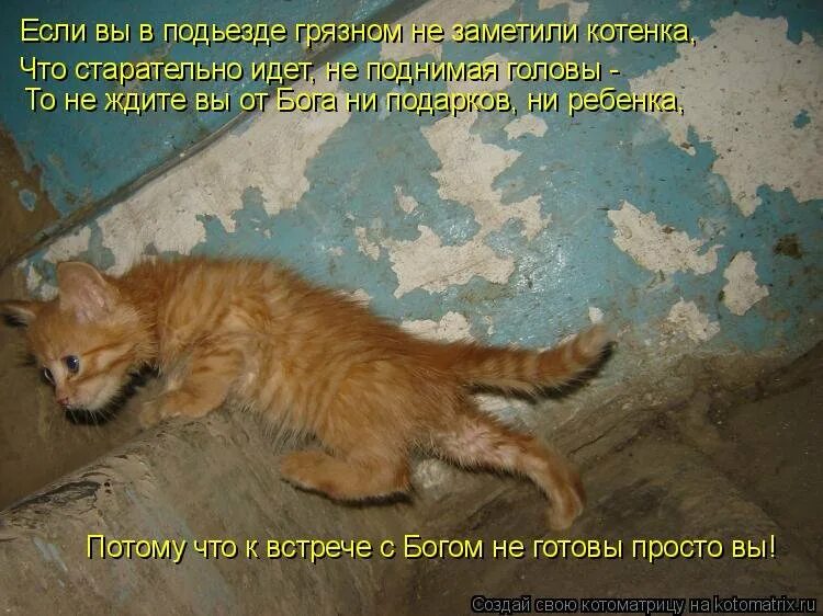 Пусть жалкий. Стихи если в доме есть котенок. Кот пришел. Кот домой.