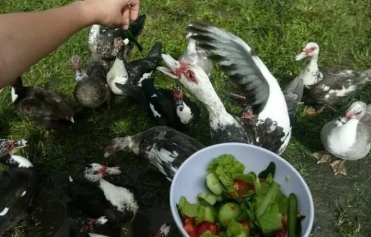 Мускусная утка чем кормить