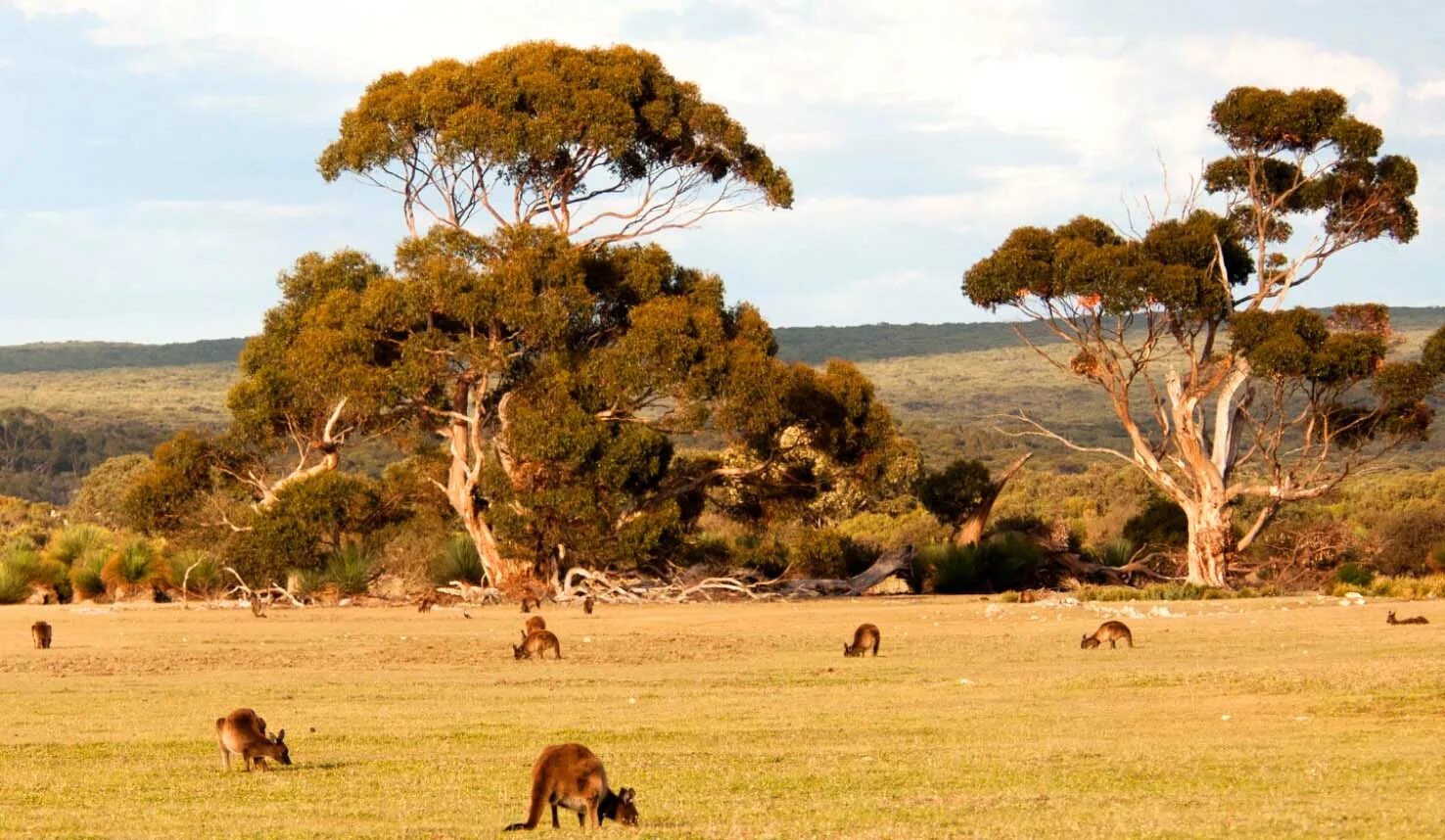 Какие животные в саванне и редколесье. Остров кенгуру (Kangaroo Island). Саванны и редколесья Австралии растения. Саванны и редколесья Австралии животный мир. Растительный мир саванны и редколесья в Австралии.