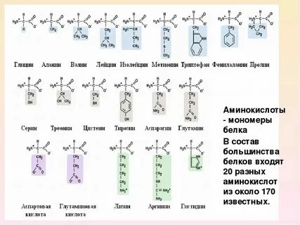 Таблица аминокислот биология