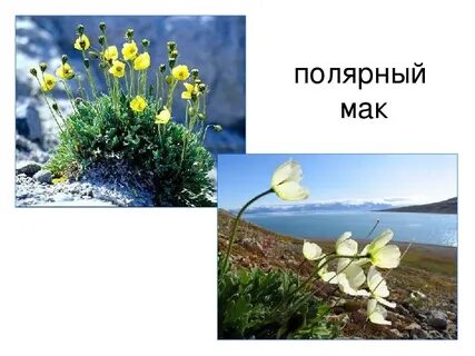 Полярный мак сообщение 4 класс