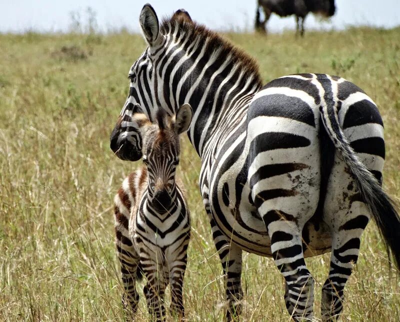 Животные в полоску. Полосатые животные африки. Zebra c. Zebra c. Zebra c.