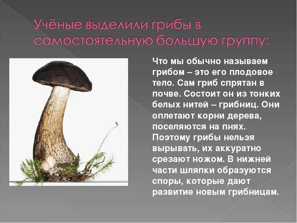 Презентация на тему грибы. Проект про грибы 2 класс. Тема грибов для презентации. Сообщение на тему грибы.