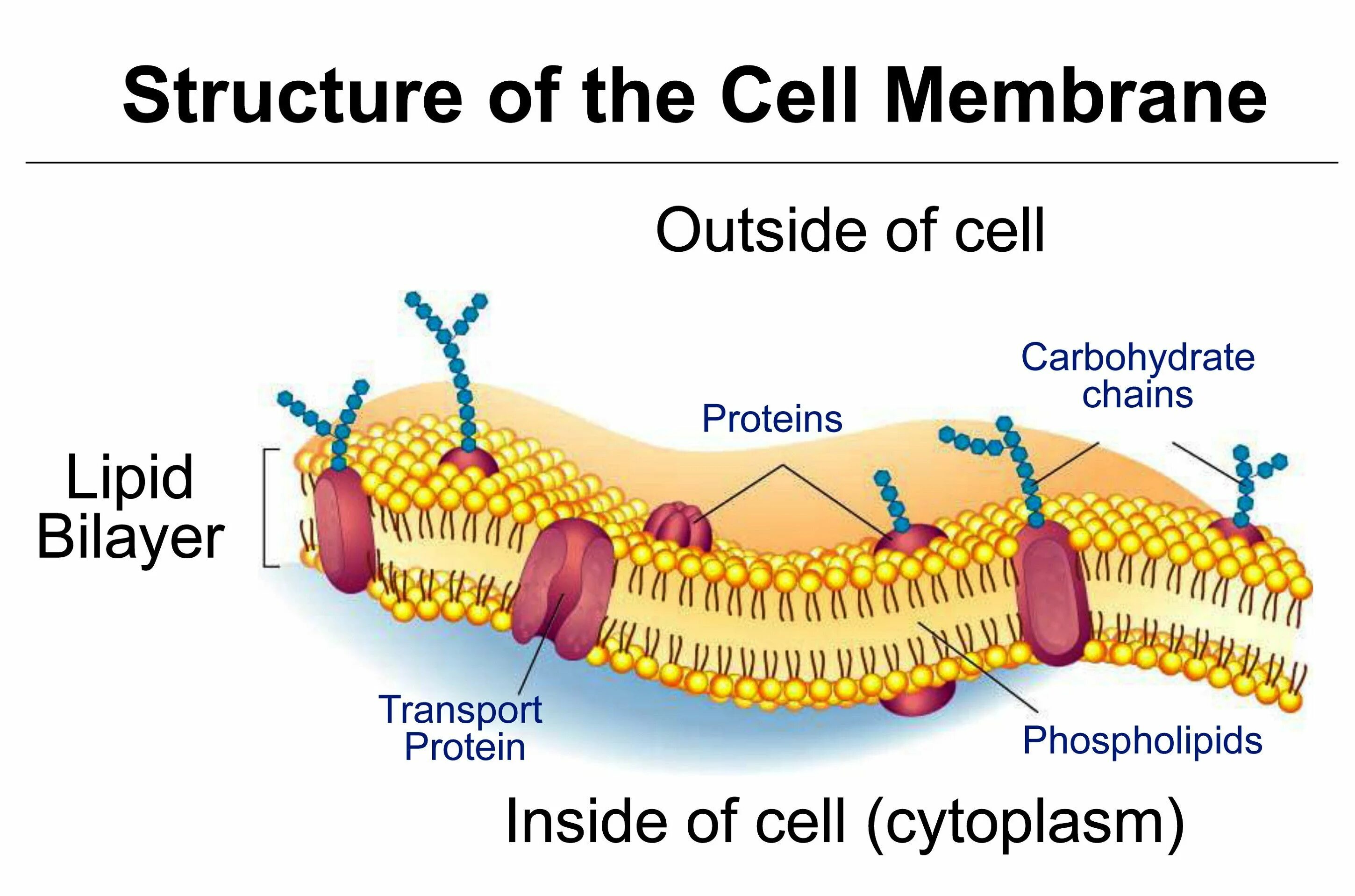 Structure both and. Строение билипидного слоя клеточной мембраны. plasma membrane structure. plasmatic membrane. бислой липидов мембраны.