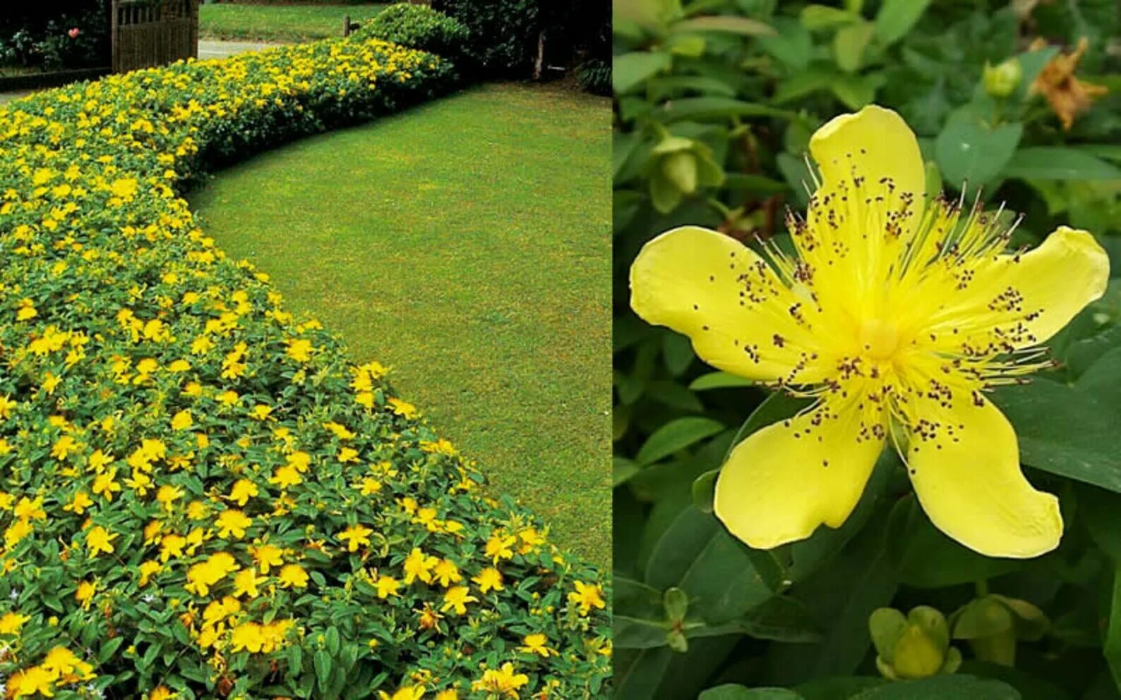 Зверобой чашечковидный. Зверобой Hypericum calycinum. Зверобой чашечковый (Hypericum calycinum). Зверобой кустарниковый Хидкот. Зверобой 30