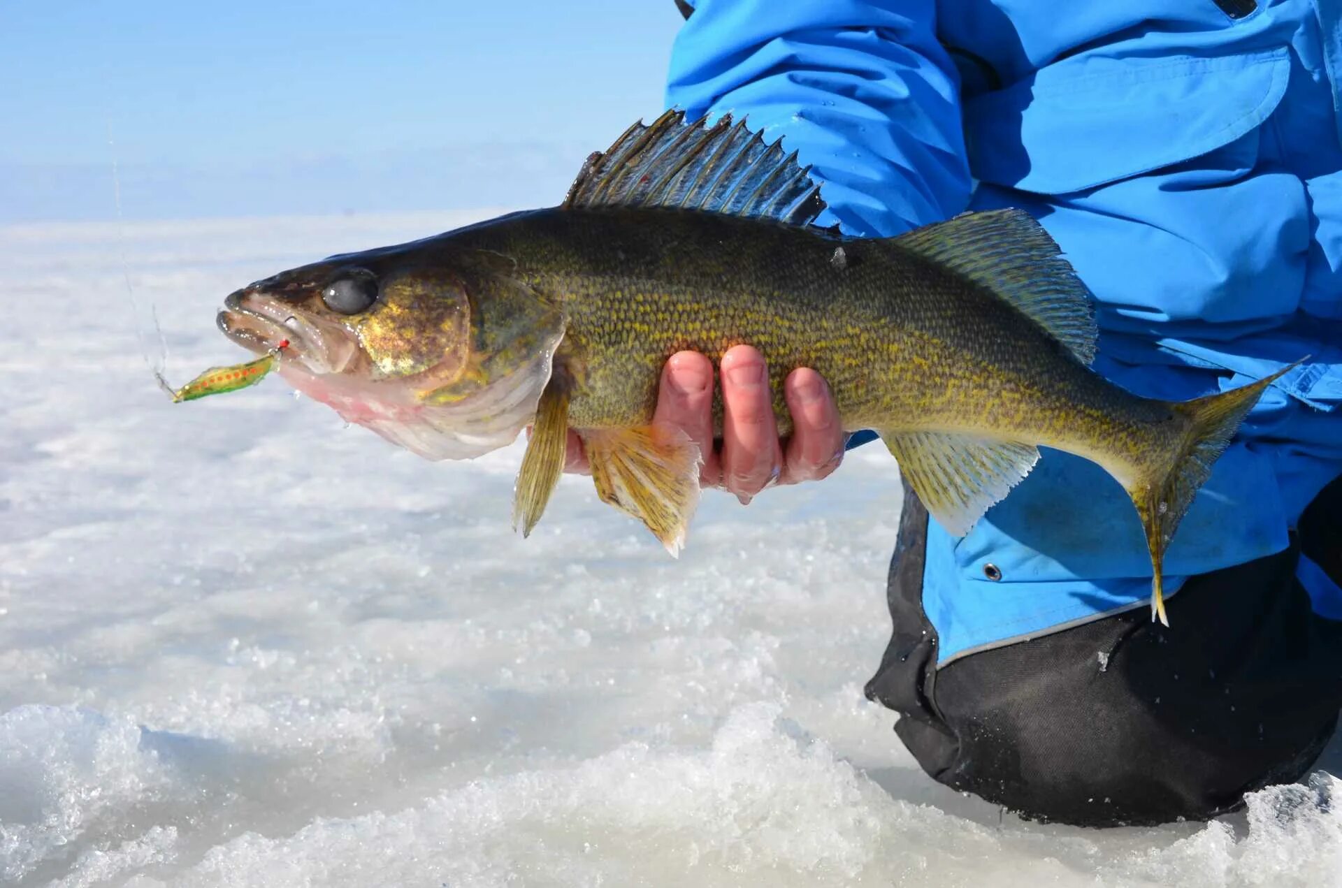 AGM-62 Walleye. Ice Fishing. Рыбалка на озере. Walleye-closeup-DSC_1197-small. Айс март