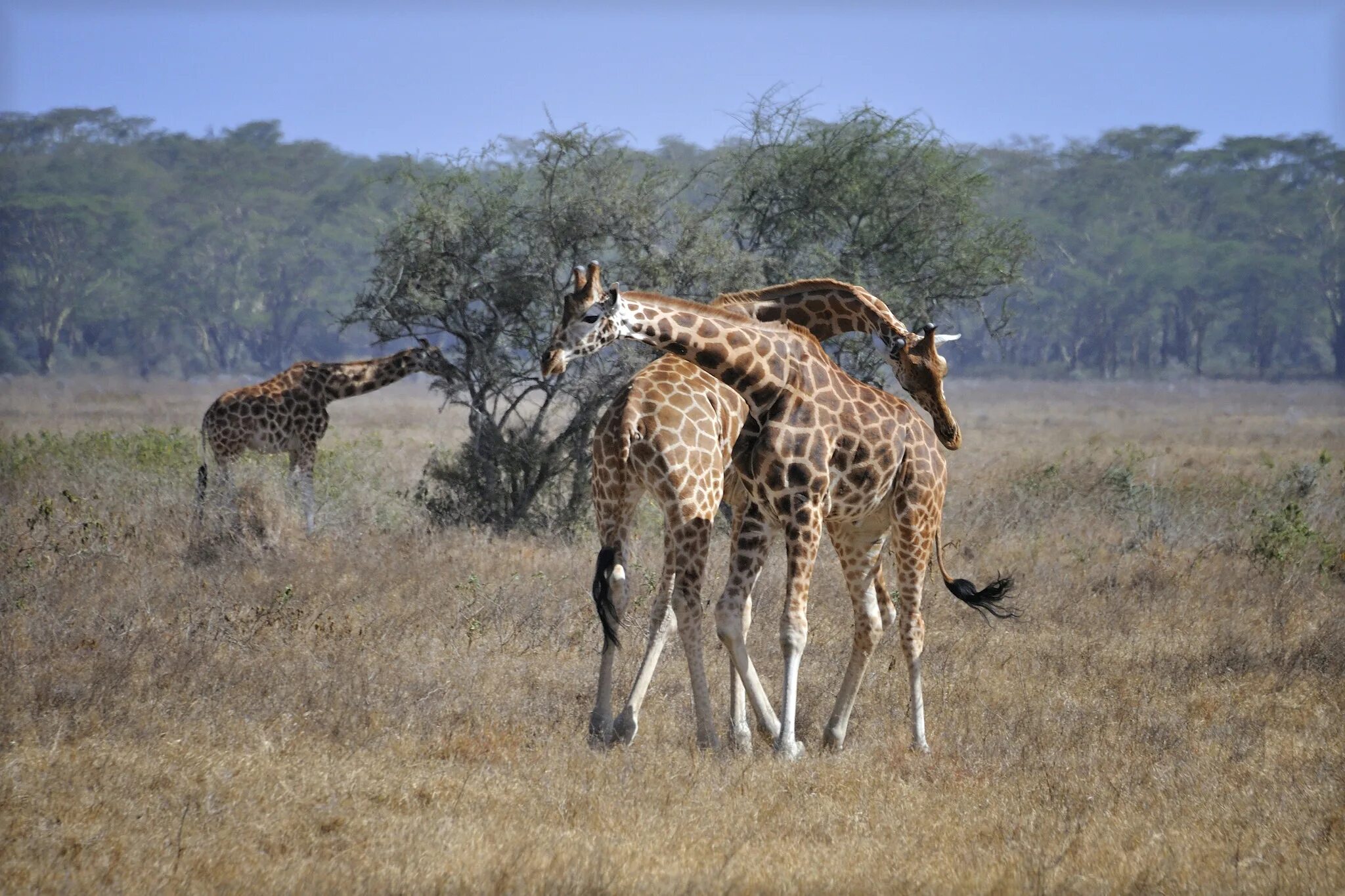 Животные Восточной Африки. Кения. Giraffes, Masai Mara game Reserve, Kenya, Африка.