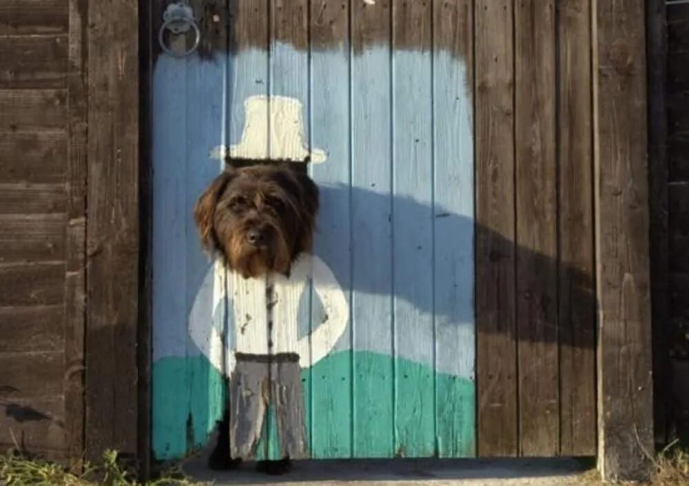 За дверью тревожно залаяла собака текст. Дырки в заборе для собак. Пес на заборе. Собака на заборе. Собака из забора.